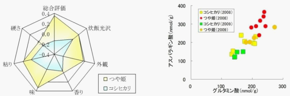 左図:食味官能評価 基準品種は「はえぬき」。 右図:炊飯米の旨みアミノ酸量(測定:慶応義塾大学先端生命科学研究所) 出展=山形県農業総合研究所センター水田農業試験場