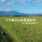 つや姫 新米
